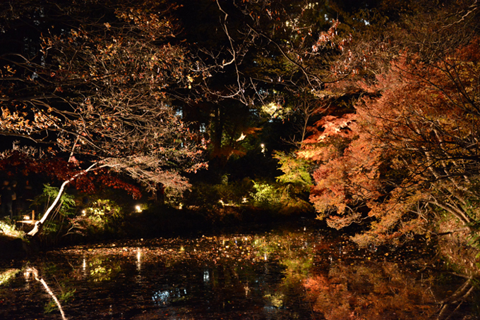 六義園ライトアップ紅葉写真アップ!_e0171573_23303638.jpg