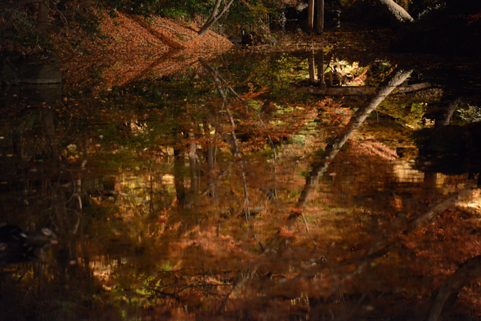 六義園ライトアップ紅葉写真アップ!_e0171573_23311238.jpg