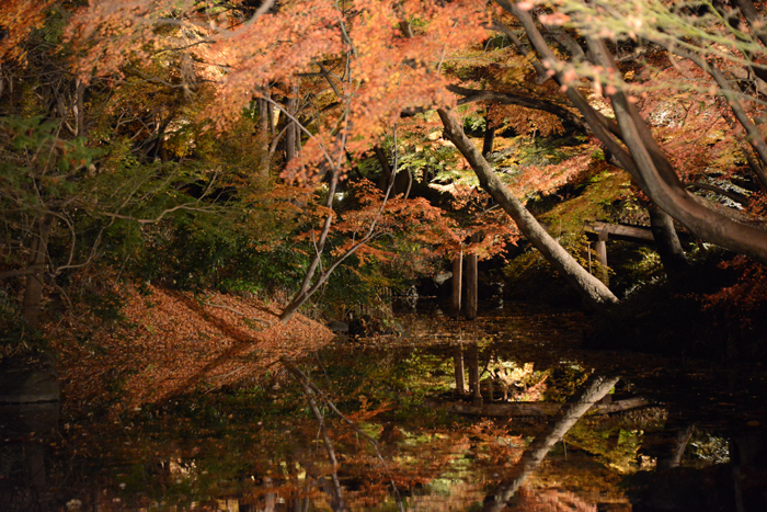 六義園ライトアップ紅葉写真アップ!_e0171573_233127.jpg