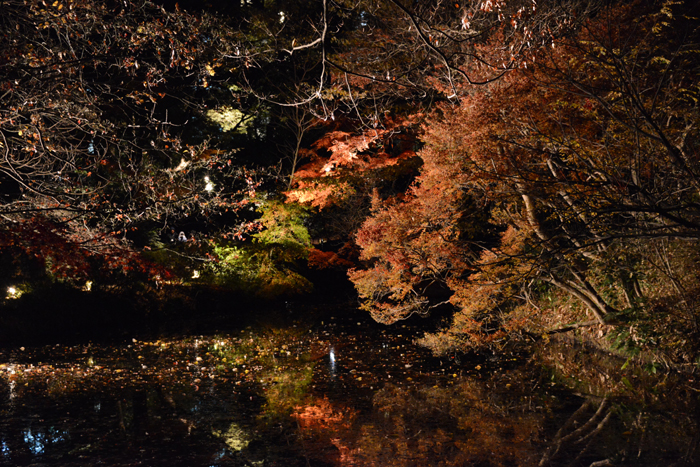 六義園ライトアップ紅葉写真アップ!_e0171573_23321013.jpg