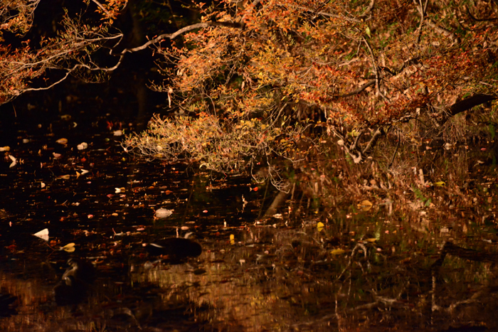 六義園ライトアップ紅葉写真アップ!_e0171573_2332192.jpg