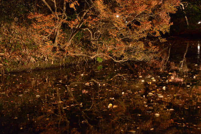 六義園ライトアップ紅葉写真アップ!_e0171573_23323820.jpg