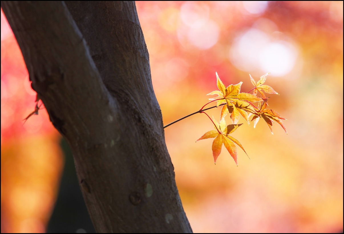 紅葉　本土寺_b0044477_054027.jpg