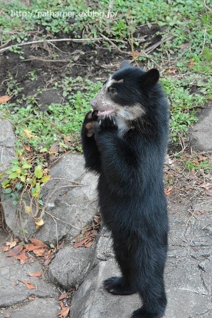 ２０１４年１１月　ズーラシア　その１　メガネグマっ仔大きくなったかな_a0052986_0194217.jpg