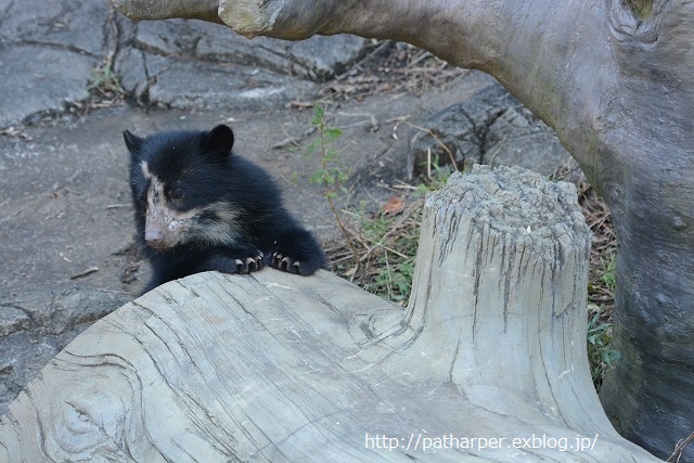 ２０１４年１１月　ズーラシア　その１　メガネグマっ仔大きくなったかな_a0052986_095071.jpg