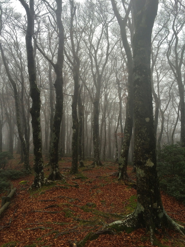 静岡 OMM JAPAN RACE 2014/11/28-30 Day.2_b0220886_14542050.jpg