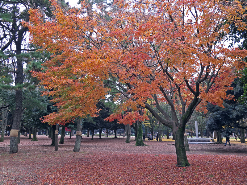 初冬の公園_d0195897_1353285.jpg