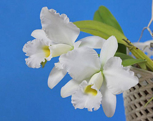 降り続く雪:C.Cornelia f.alba(コーネリア・アルバ)_d0007501_819435.jpg
