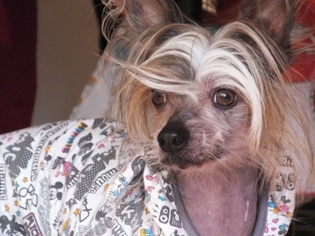 ヘアスタイル 毎日笑顔 裸犬 温 真珠 絆愛 ヘアスタイル 毎日笑顔 裸犬 温 真珠 絆愛
