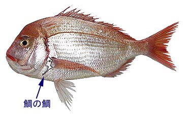 f0197703_10353520.jpg
