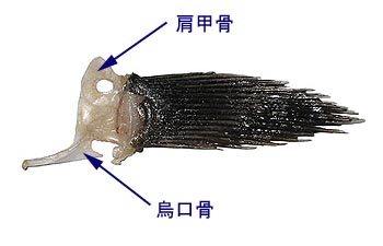 f0197703_10355610.jpg