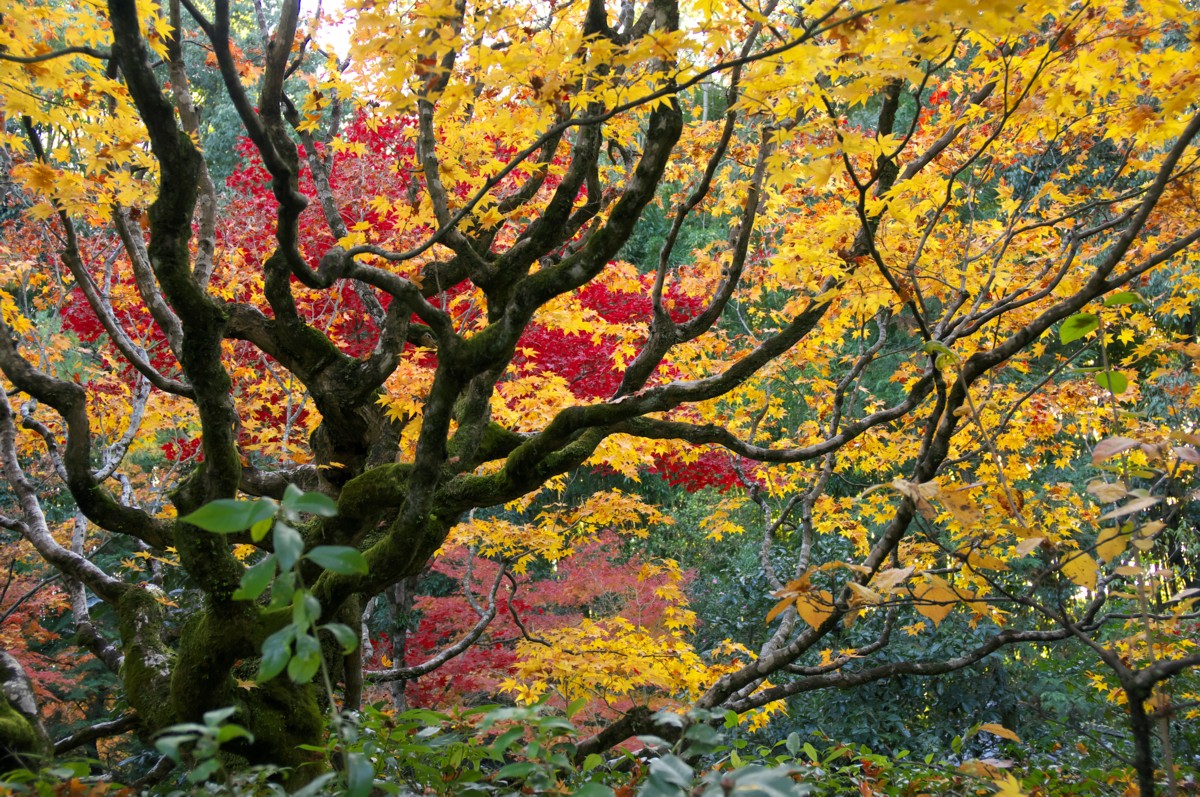 紅葉の京都駆け足の旅（完）　－　大徳寺塔頭高桐院_c0156404_13365696.jpg