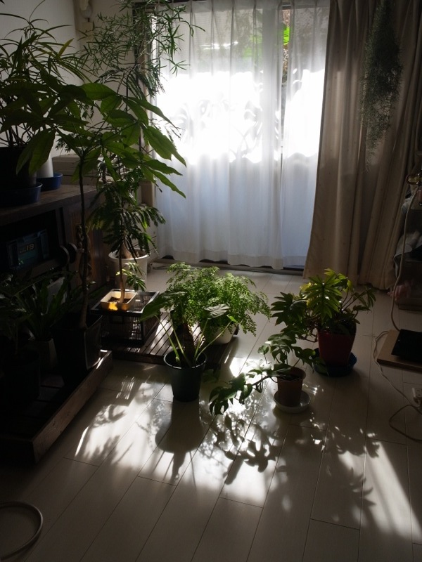 観葉植物取り込み_e0276411_238339.jpg