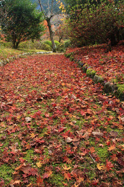 紅葉の種まき権兵衛の里　散歩　（その2）_e0321325_944521.jpg