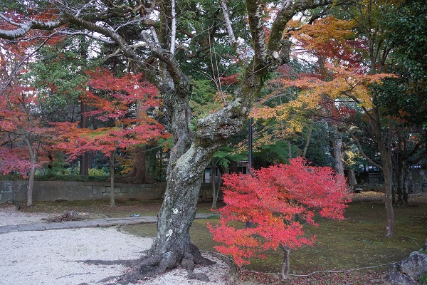 東漸寺の紅葉_a0129636_17295078.jpg