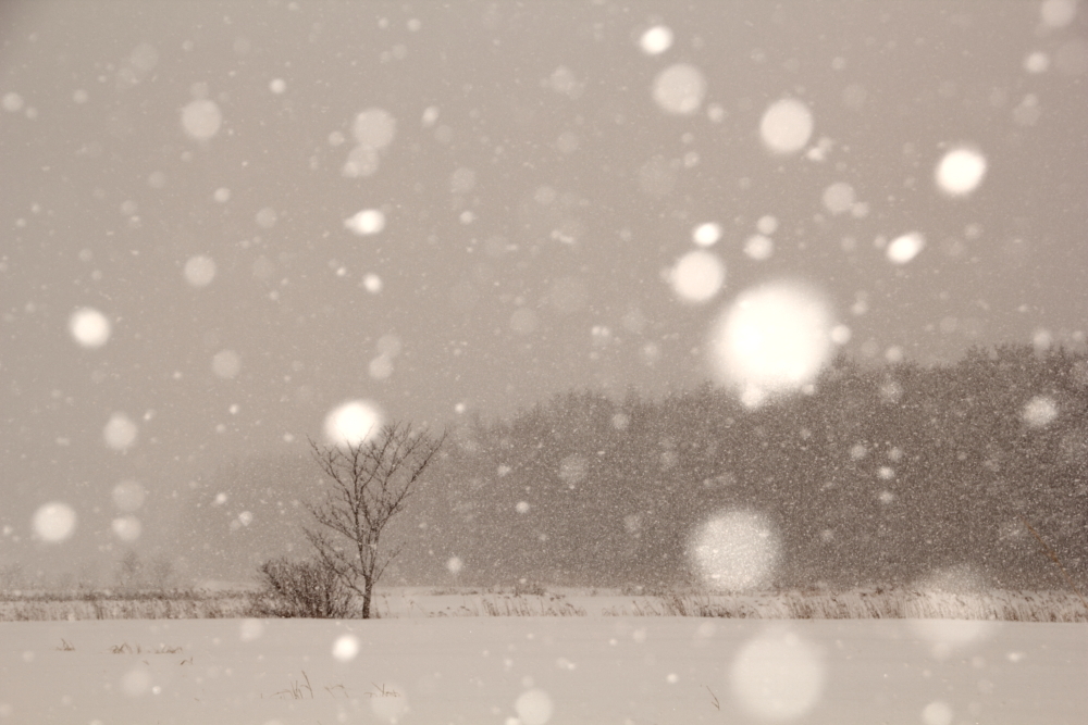 雪の降る日_d0236741_08544530.jpg