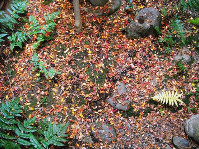 坪庭の落葉_e0230141_19172470.jpg