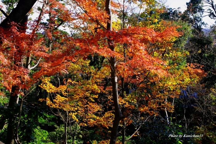 都会の紅葉　P1_c0236843_15381901.jpg