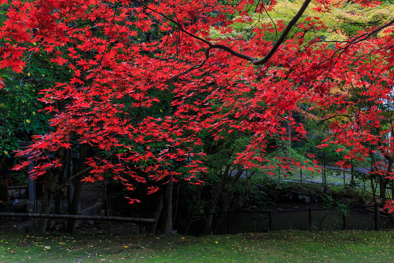 今熊野観音寺・朝の彩り_f0155048_041989.jpg