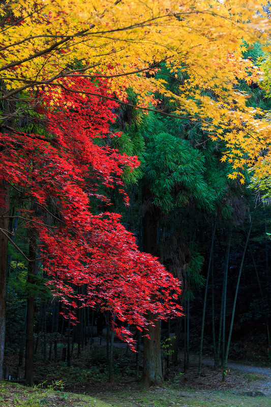 今熊野観音寺・朝の彩り_f0155048_04228.jpg