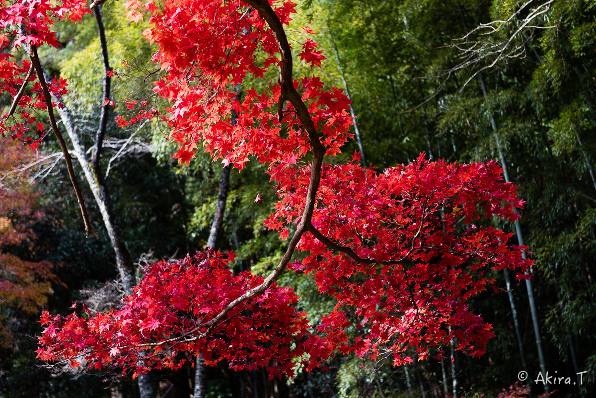 京都の紅葉 2014　〜龍穏寺〜_f0152550_15282046.jpg