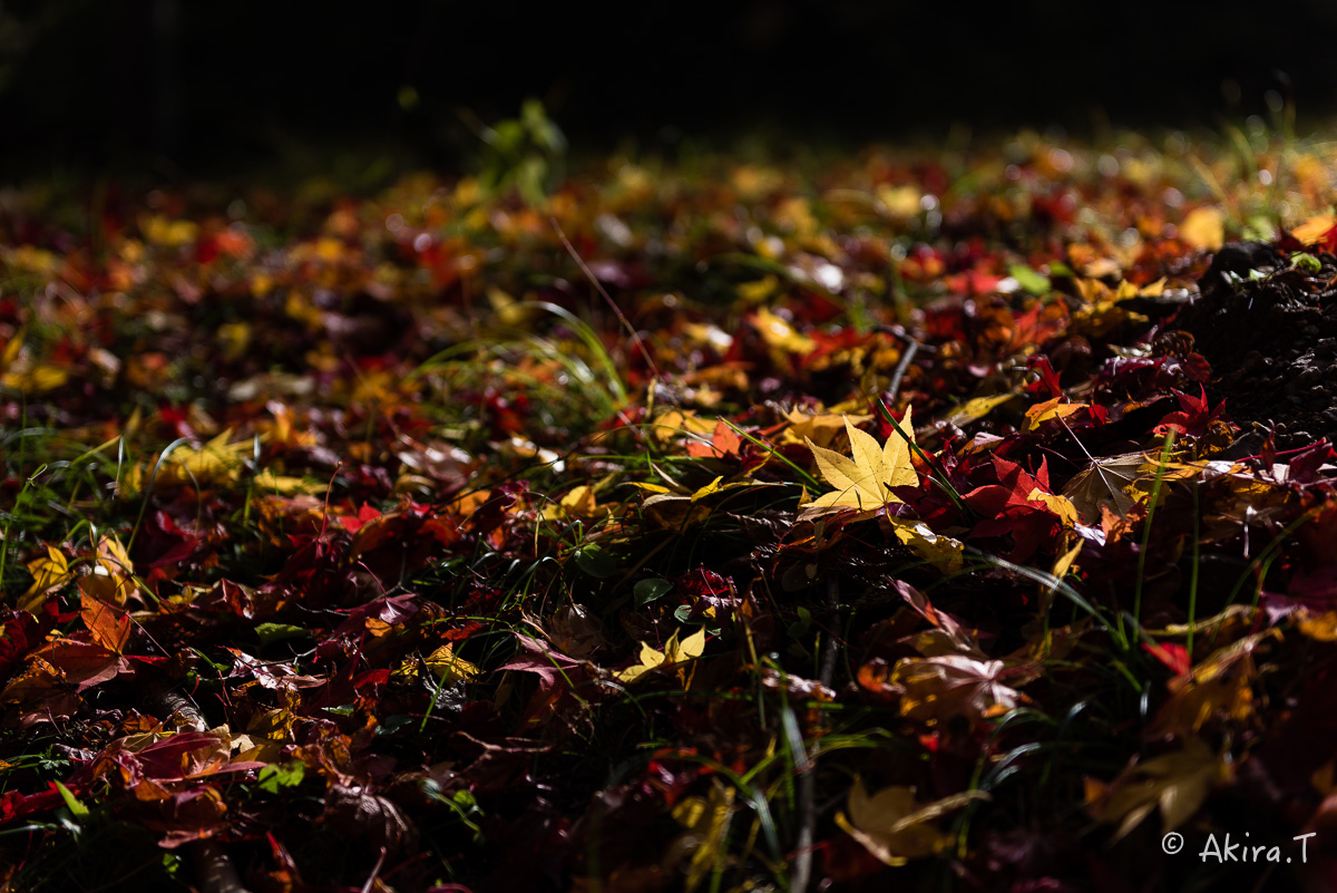 京都の紅葉 2014　〜龍穏寺〜_f0152550_15283639.jpg