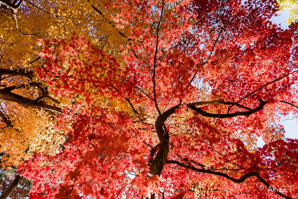 京都の紅葉 2014　〜龍穏寺〜_f0152550_15294673.jpg