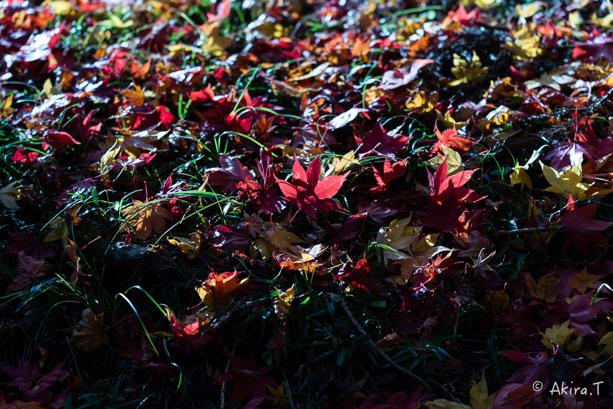 京都の紅葉 2014　〜龍穏寺〜_f0152550_15335883.jpg