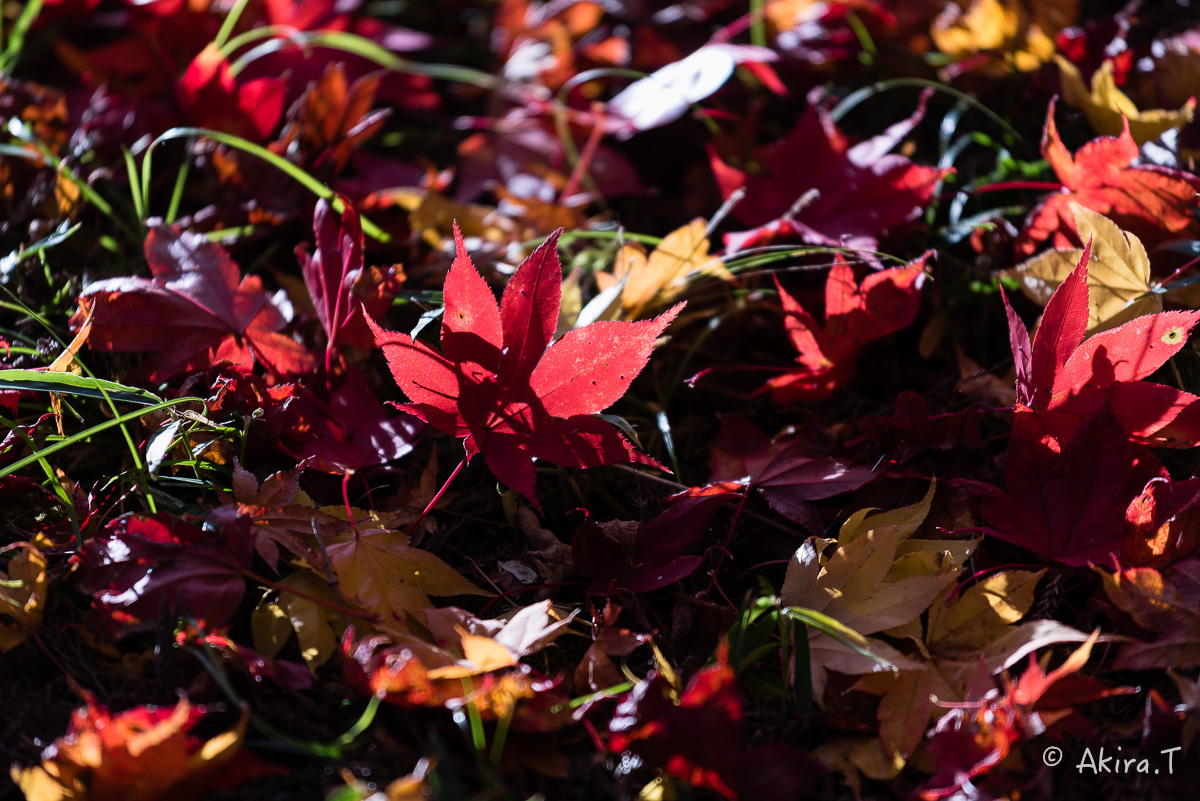 京都の紅葉 2014　〜龍穏寺〜_f0152550_1534133.jpg