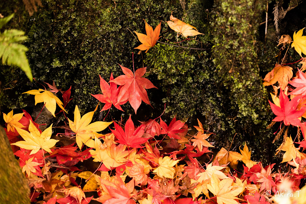 京都の紅葉 2014　〜龍穏寺〜_f0152550_15343190.jpg