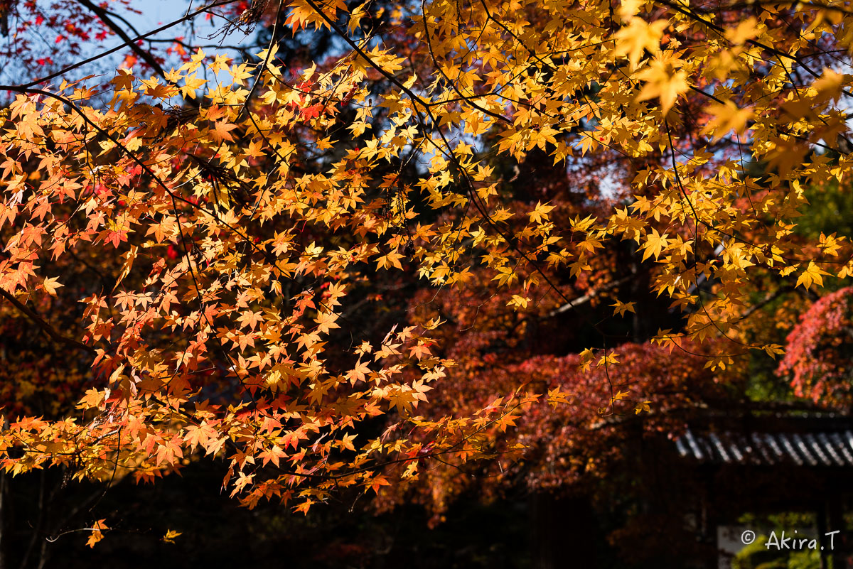 京都の紅葉 2014　〜龍穏寺〜_f0152550_15344727.jpg