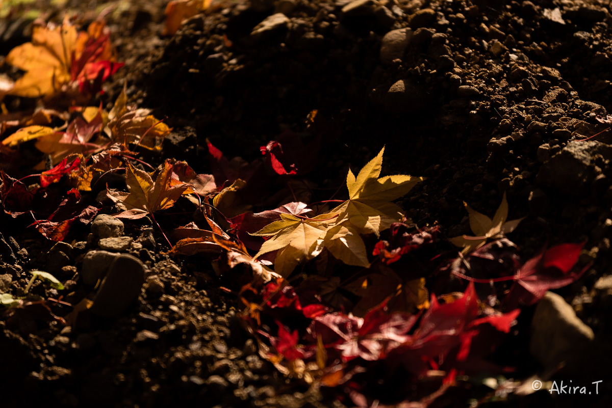 京都の紅葉 2014　〜龍穏寺〜_f0152550_15352264.jpg