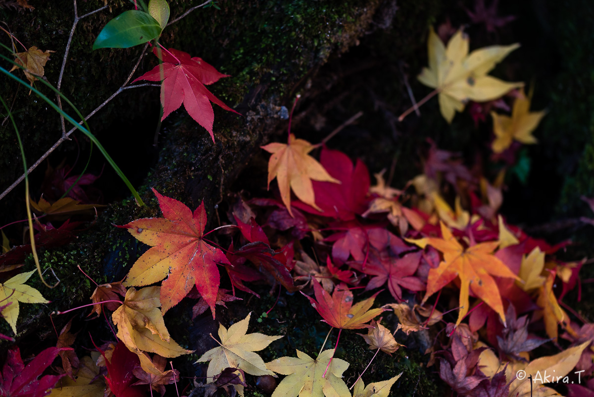 京都の紅葉 2014　〜龍穏寺〜_f0152550_15353976.jpg