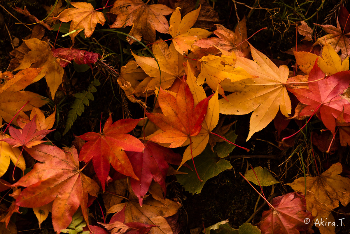 京都の紅葉 2014　〜龍穏寺〜_f0152550_1535432.jpg