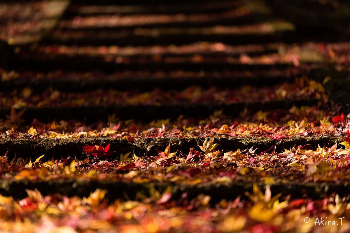 京都の紅葉 2014　〜龍穏寺〜_f0152550_153555100.jpg