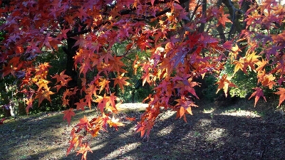 紅葉_e0220451_9363699.jpg