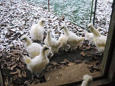 御願ほどき 今年のご加護に感謝して! 2014_a0254656_18151329.jpg