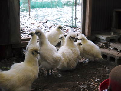 御願ほどき 今年のご加護に感謝して! 2014_a0254656_18193224.jpg