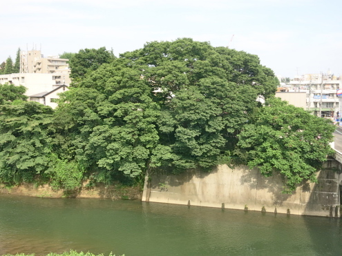 大ケヤキも裸ん坊です_c0260460_08473084.jpg