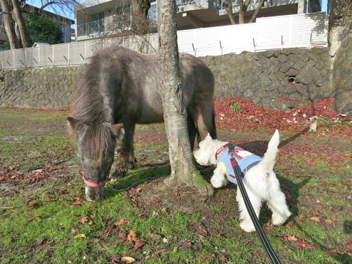 大ケヤキも裸ん坊です_c0260460_10253074.jpg