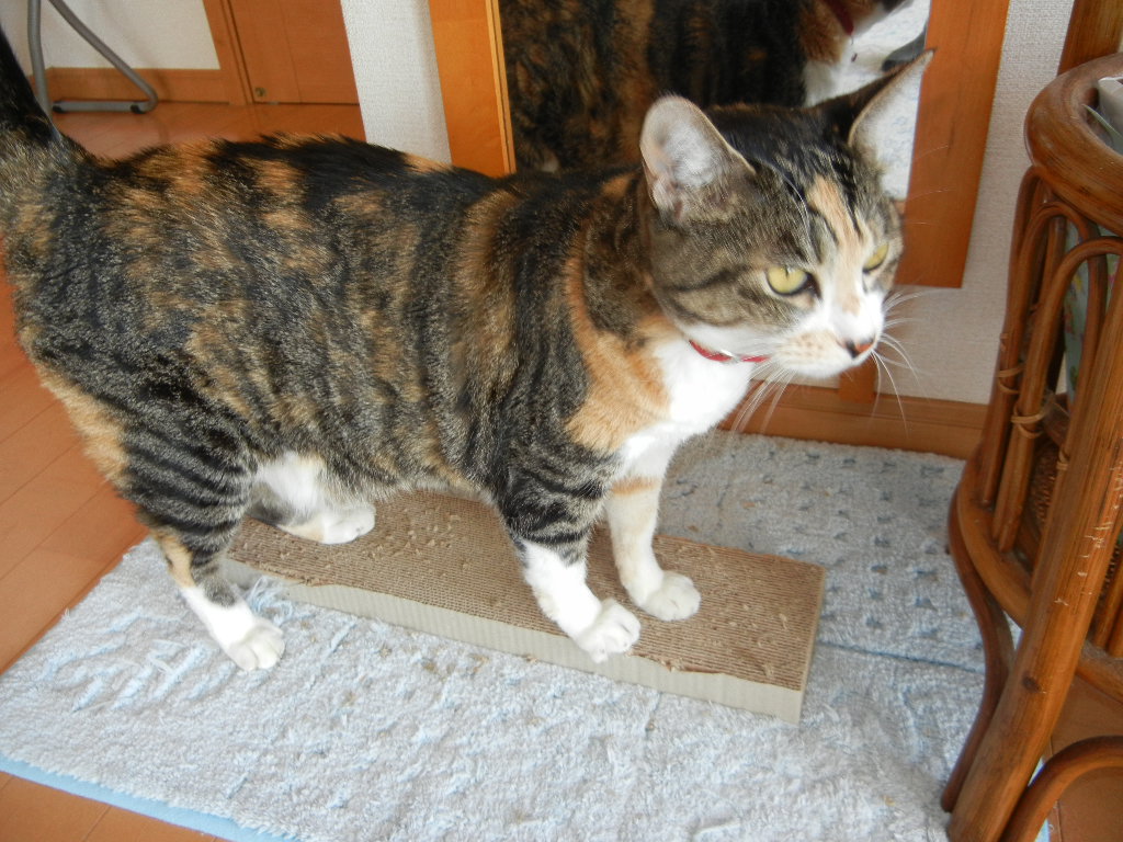 ’14,12,6(土)ウクレレな日!_f0060461_15592785.jpg