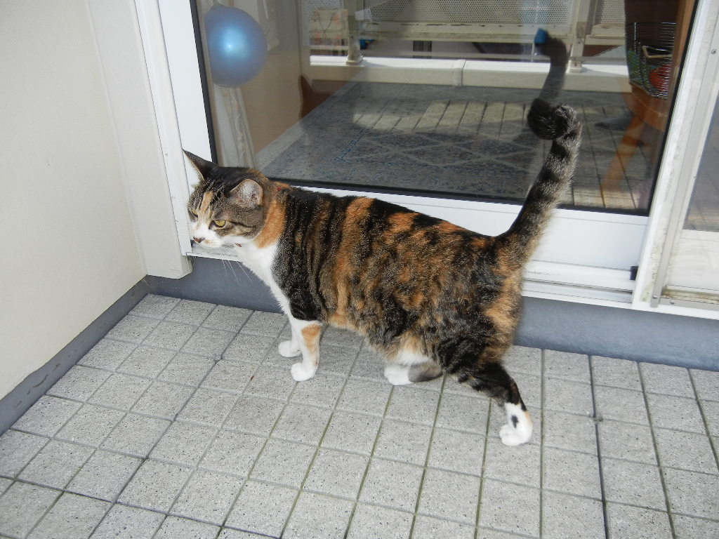 ’14,12,6(土)ウクレレな日!_f0060461_15595588.jpg