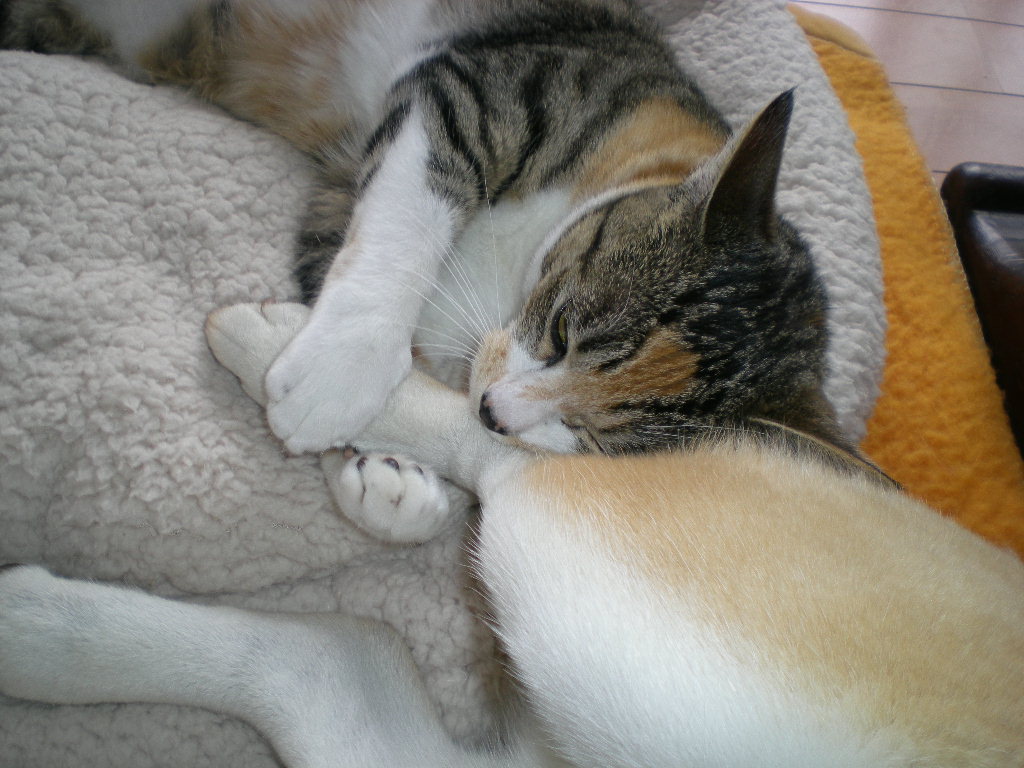 ’14,12,6(土)ウクレレな日!_f0060461_1691100.jpg