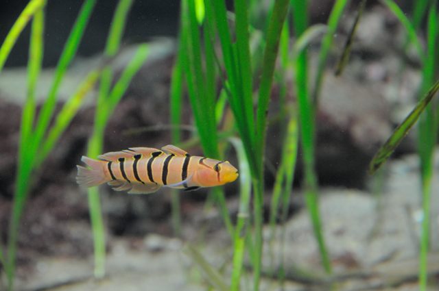 アマモ場の生きもの-