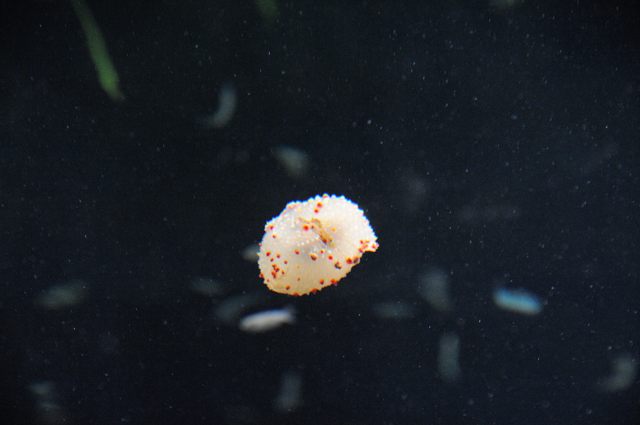 アマモの森にすむ生きものたち : 蜜蜂的写真日記