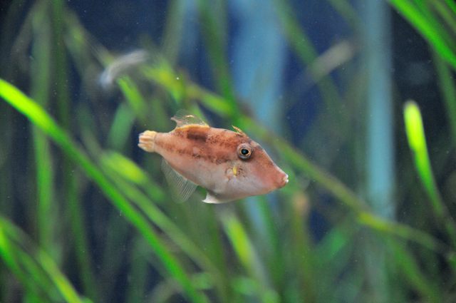 アマモの森にすむ生きものたち : 蜜蜂的写真日記