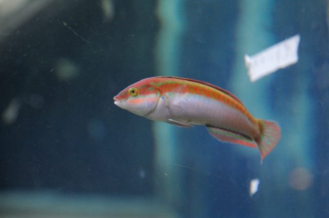 アマモの森にすむ生きものたち : 蜜蜂的写真日記