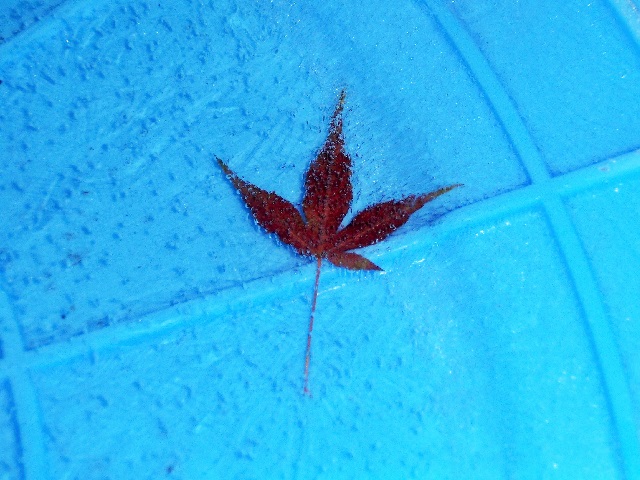 c0105569_1185318.jpg