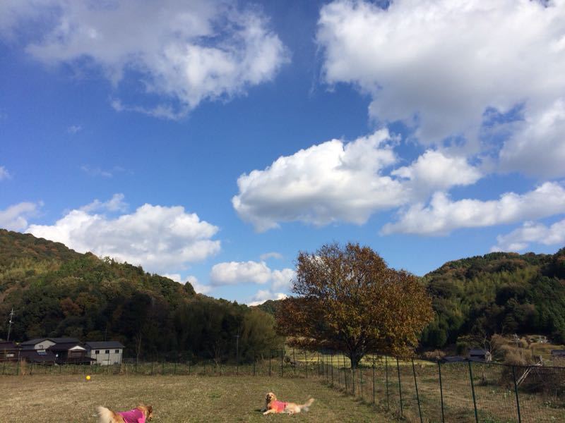 きれいな空 可愛いモンスター Sとのまいにち