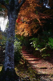 奥河内　地蔵寺の紅葉　’14①_c0229483_19121411.jpg